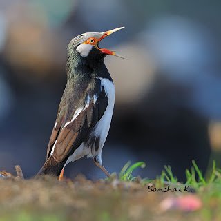 Jalak Suren - Asian Pied Starling (Gracupica contra) 2